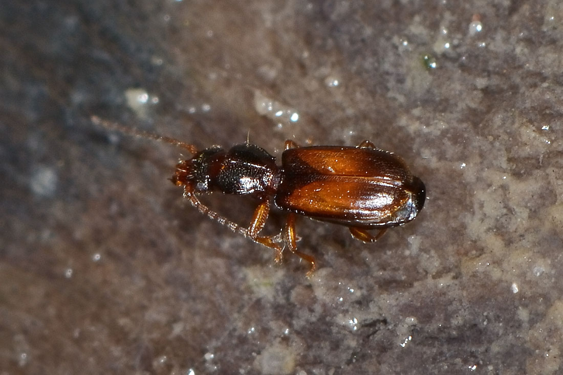 Piccolo Carabidae:   Perileptus areolatus